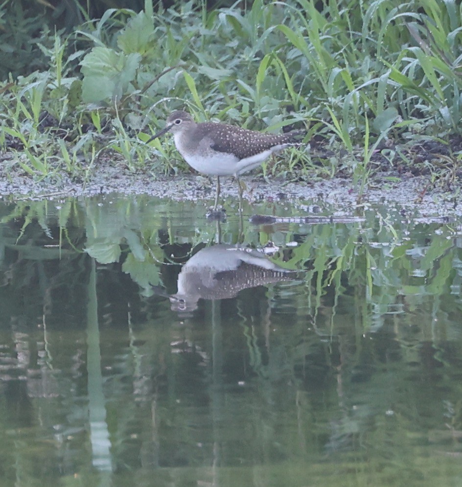 Solitary Sandpiper - ML623155797