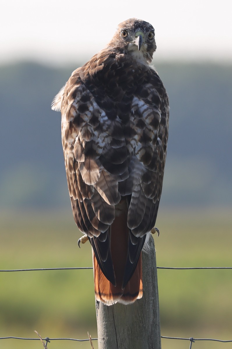 Red-tailed Hawk - E J