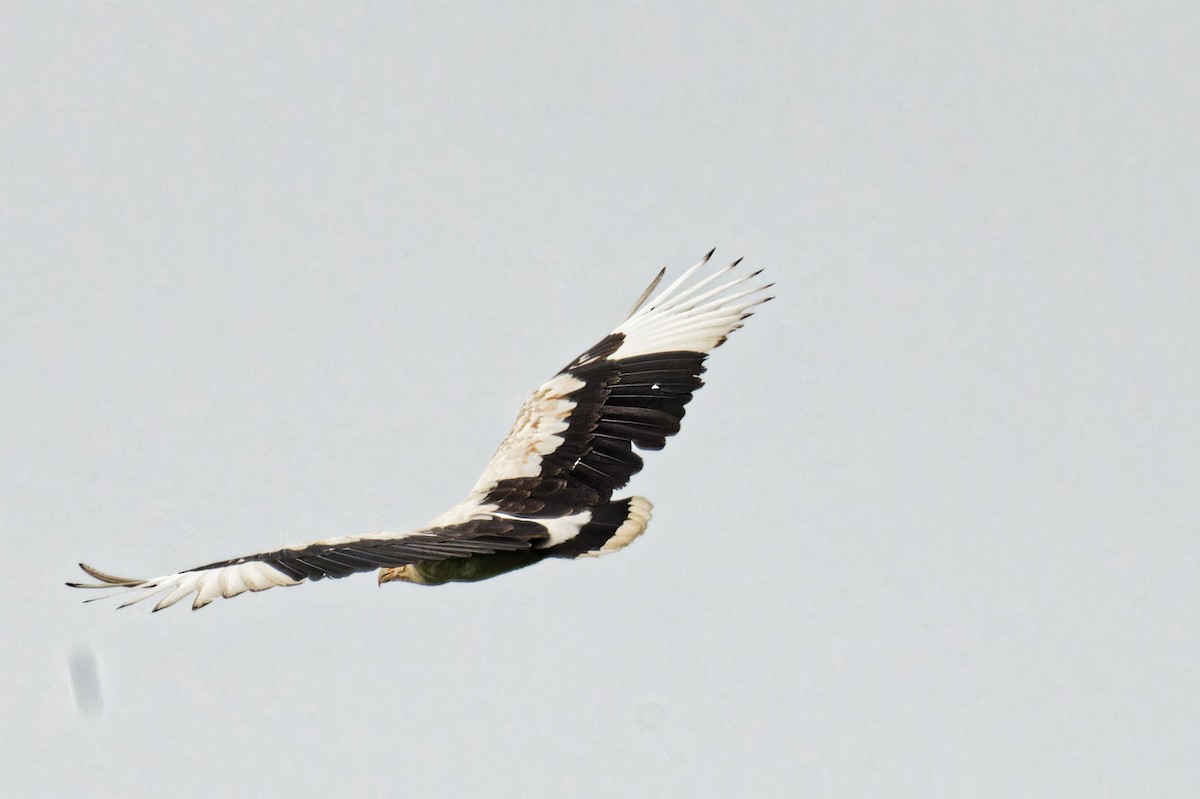 Palm-nut Vulture - FELIX-MARIE AFFA'A