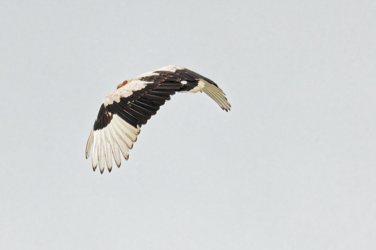 Palm-nut Vulture - ML623155900