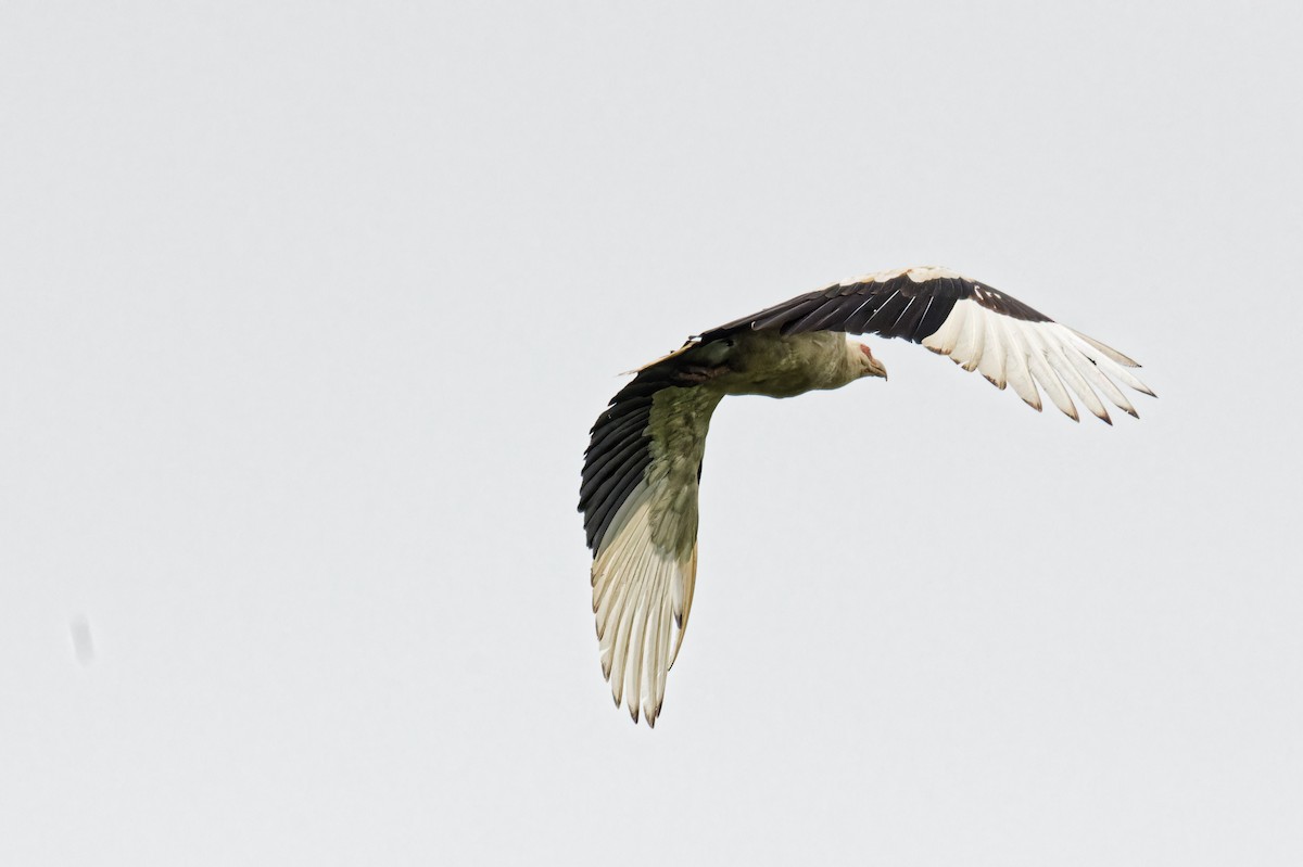 Palm-nut Vulture - FELIX-MARIE AFFA'A