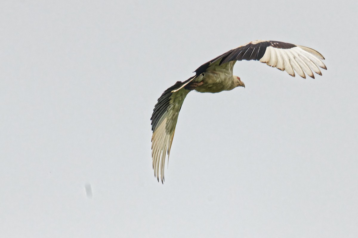 Palm-nut Vulture - ML623155903