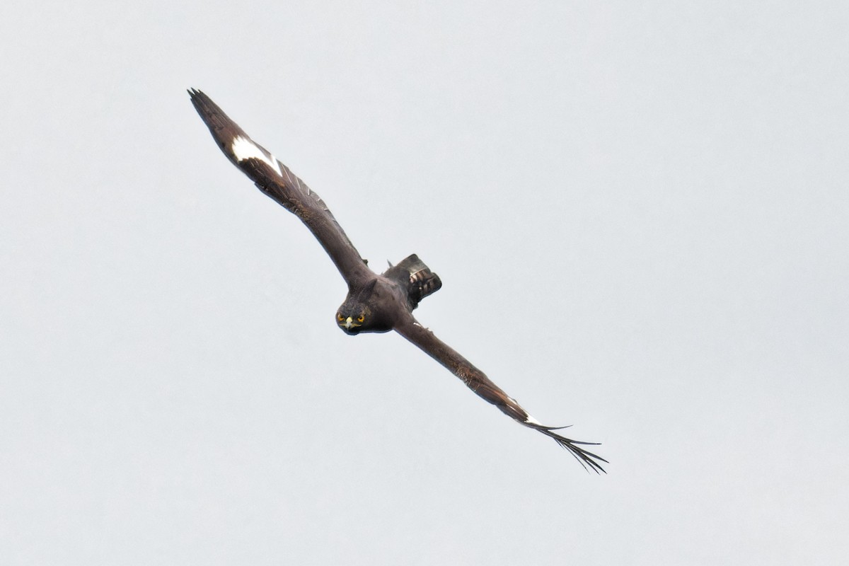 Long-crested Eagle - ML623155942