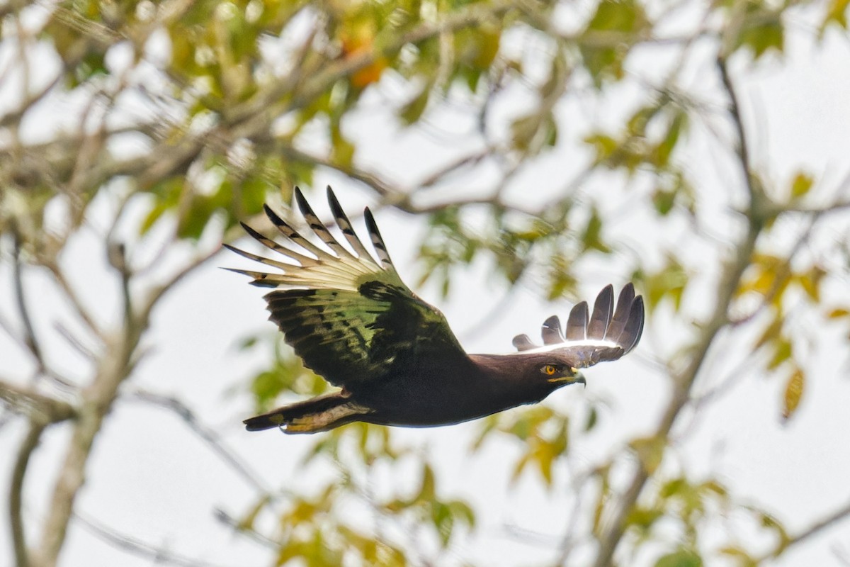 Long-crested Eagle - ML623155943