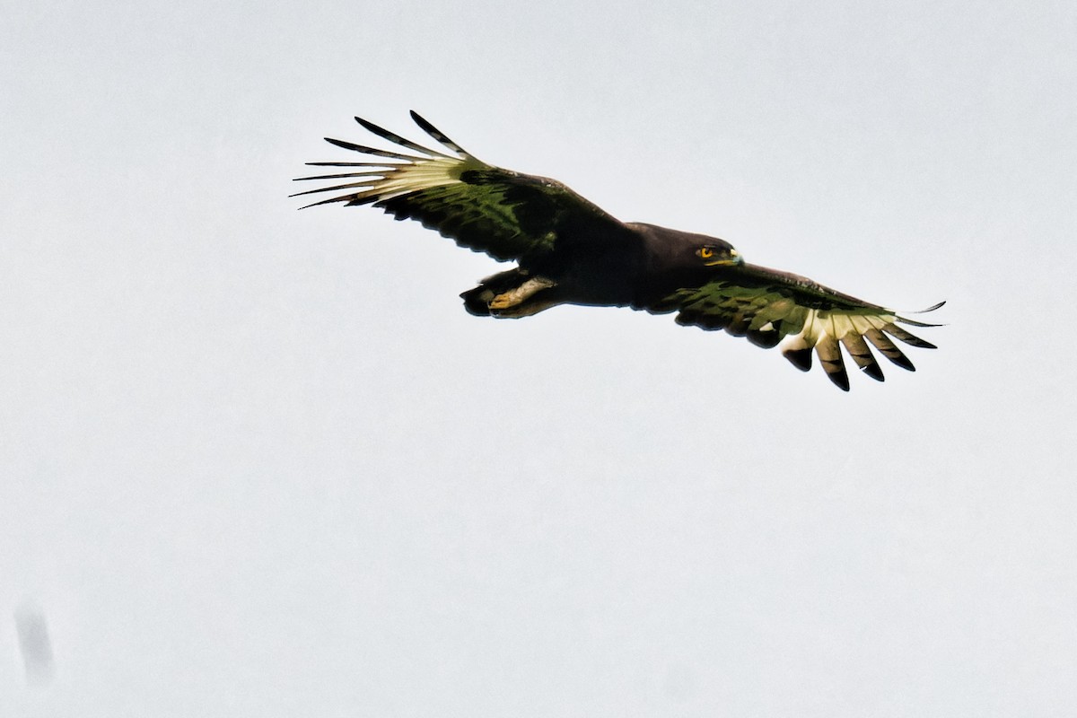 Long-crested Eagle - ML623155944