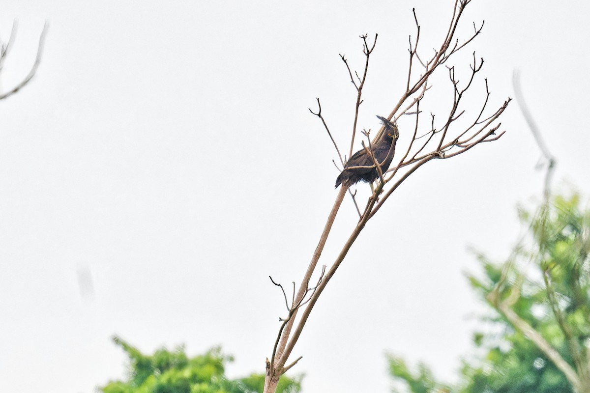 Long-crested Eagle - ML623155945