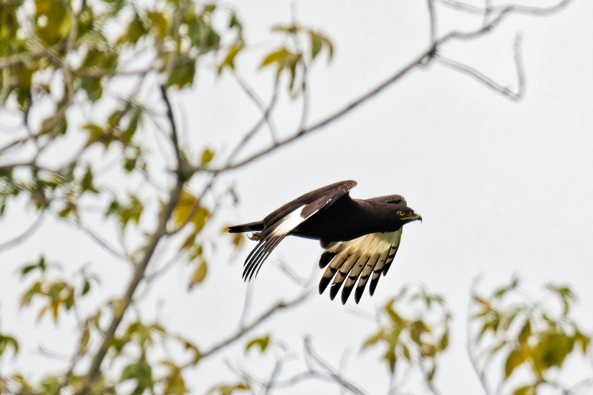 Long-crested Eagle - ML623155946