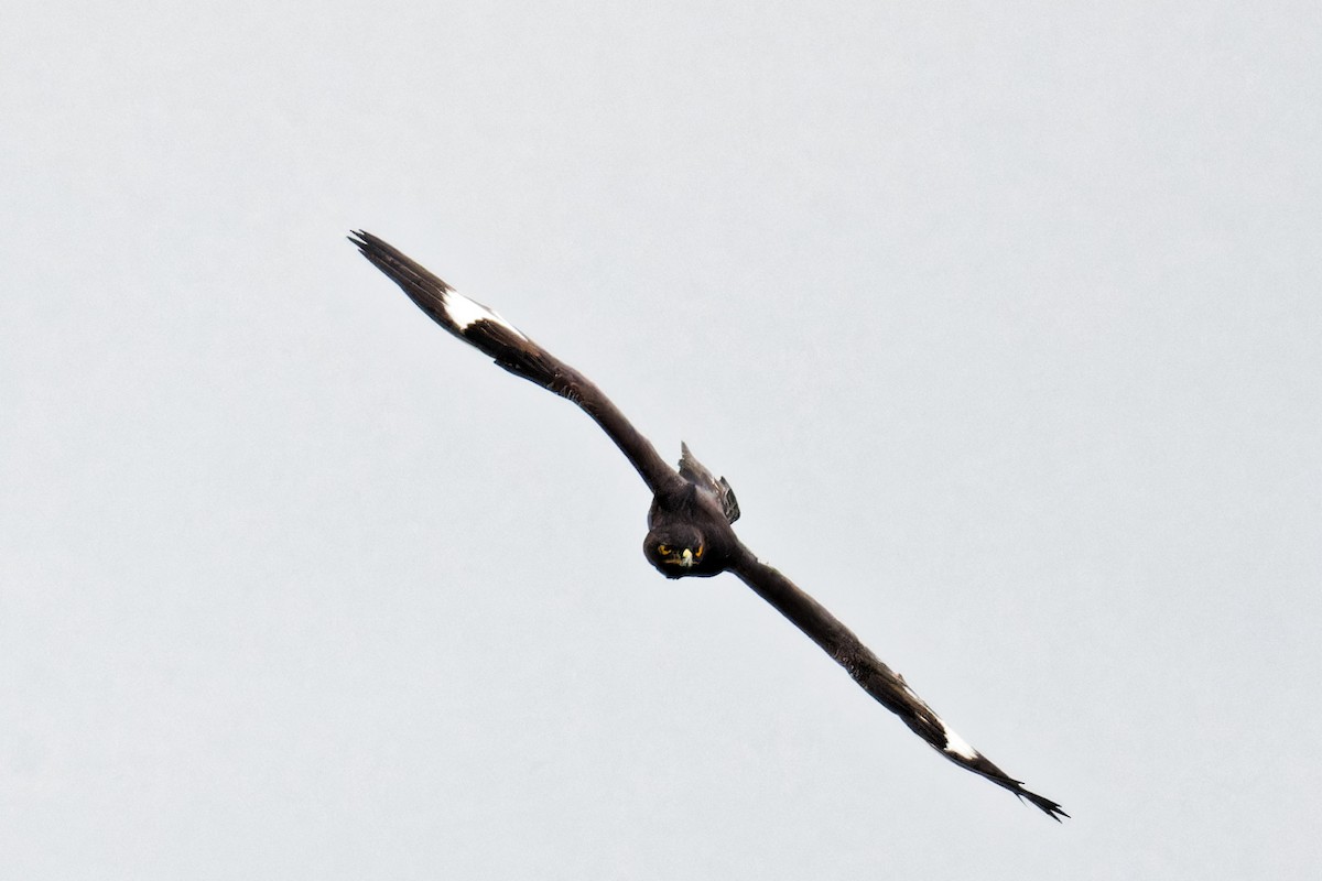 Long-crested Eagle - ML623155947