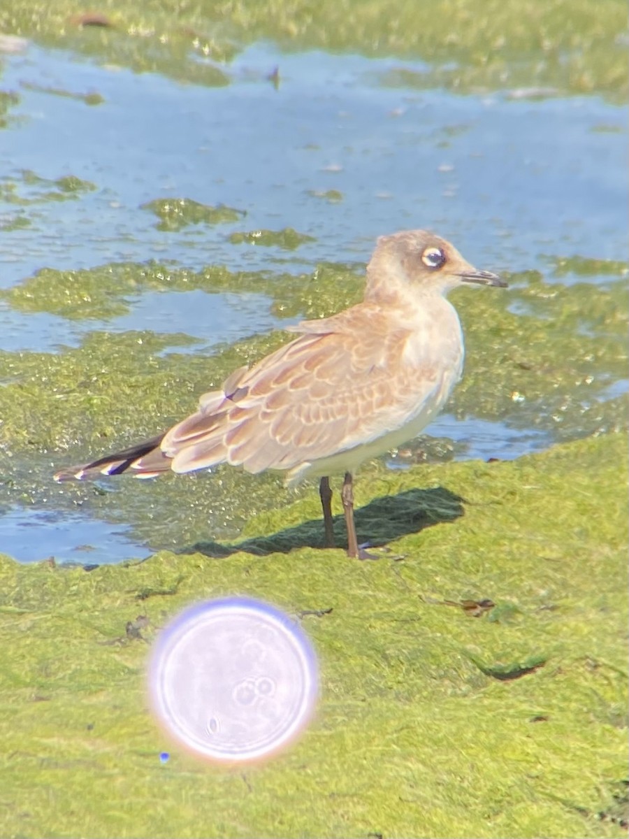 Franklin's Gull - ML623155987