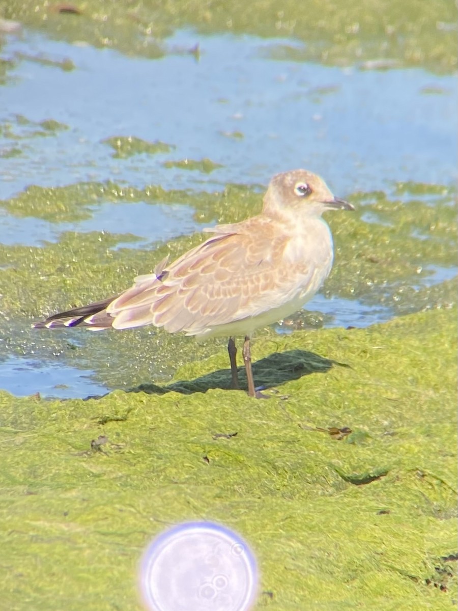 Franklin's Gull - ML623155990