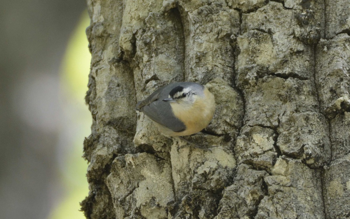 Algerian Nuthatch - ML623155999