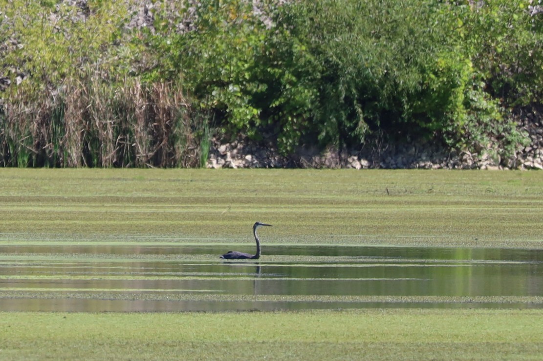 Great Blue Heron - ML623156000