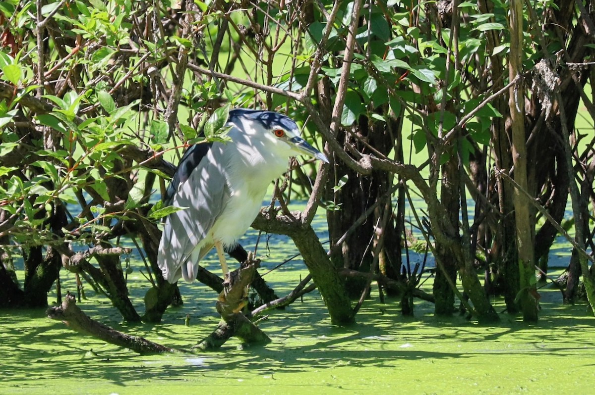 Black-crowned Night Heron - ML623156016