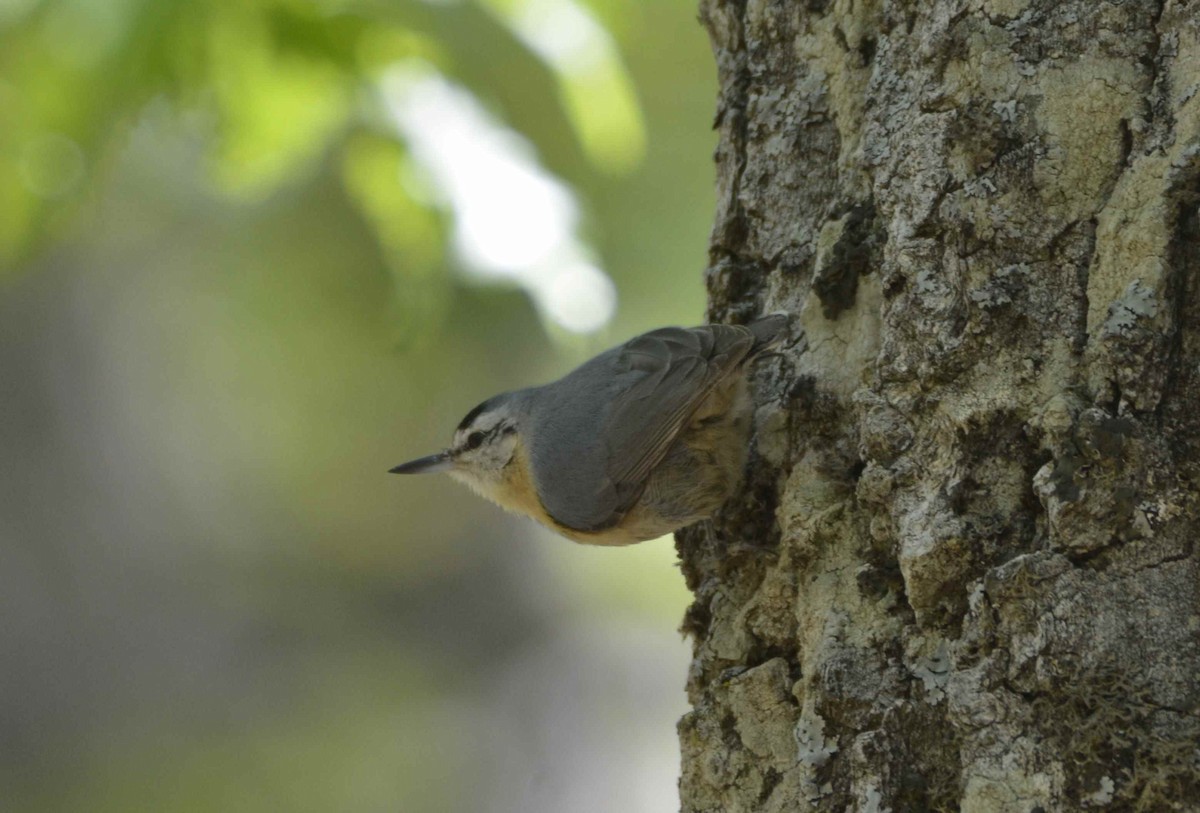 Algerian Nuthatch - ML623156024