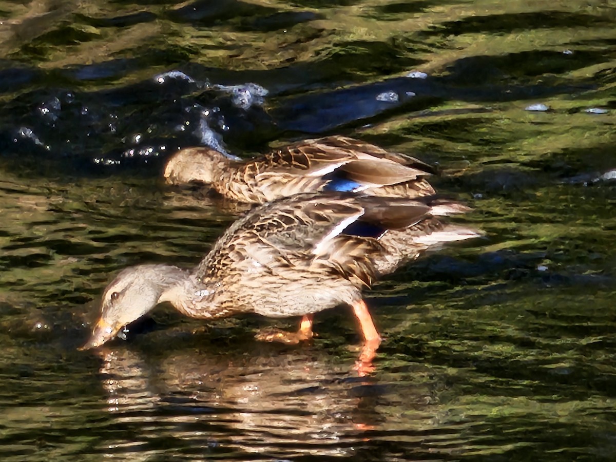 Mallard - ML623156029