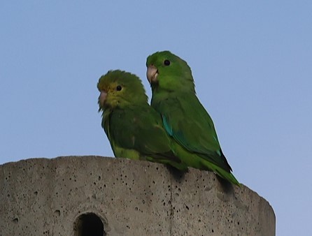 Turquoise-winged Parrotlet - ML623156059