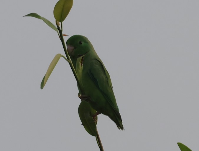 Turquoise-winged Parrotlet - ML623156063