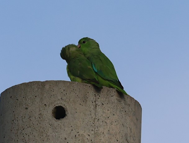 Turquoise-winged Parrotlet - ML623156064