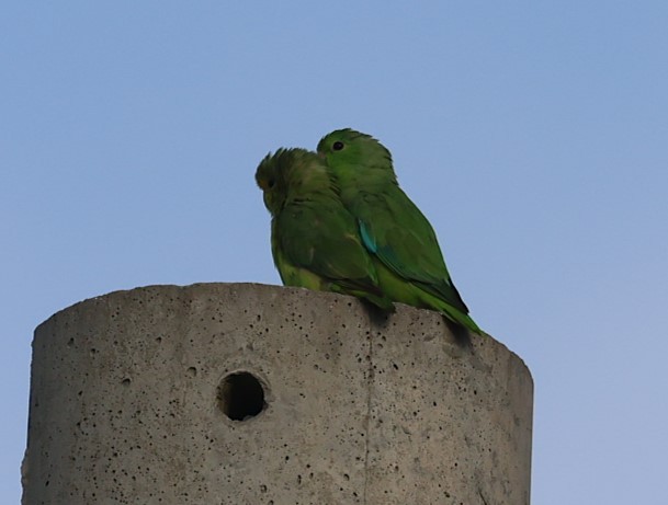 Turquoise-winged Parrotlet - ML623156068