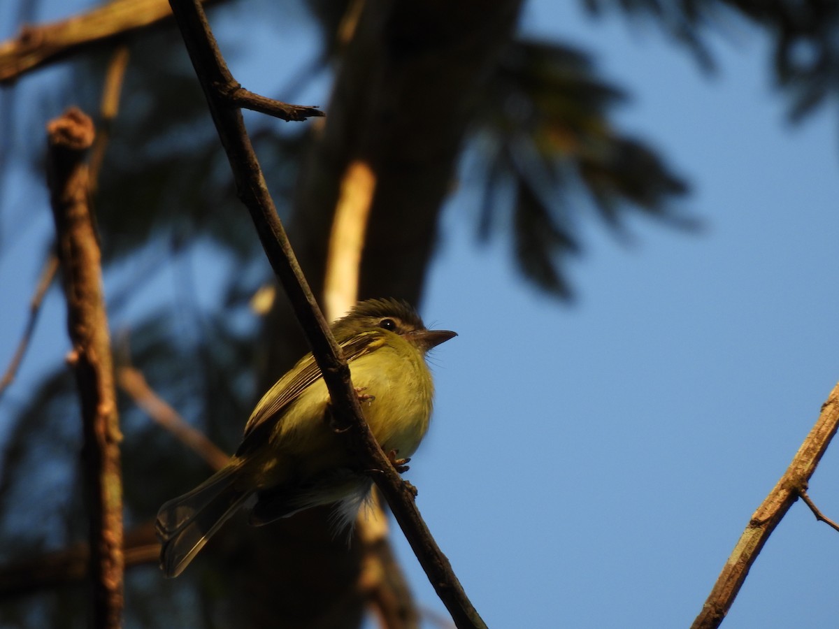 Yellow-olive Flatbill - ML623156073