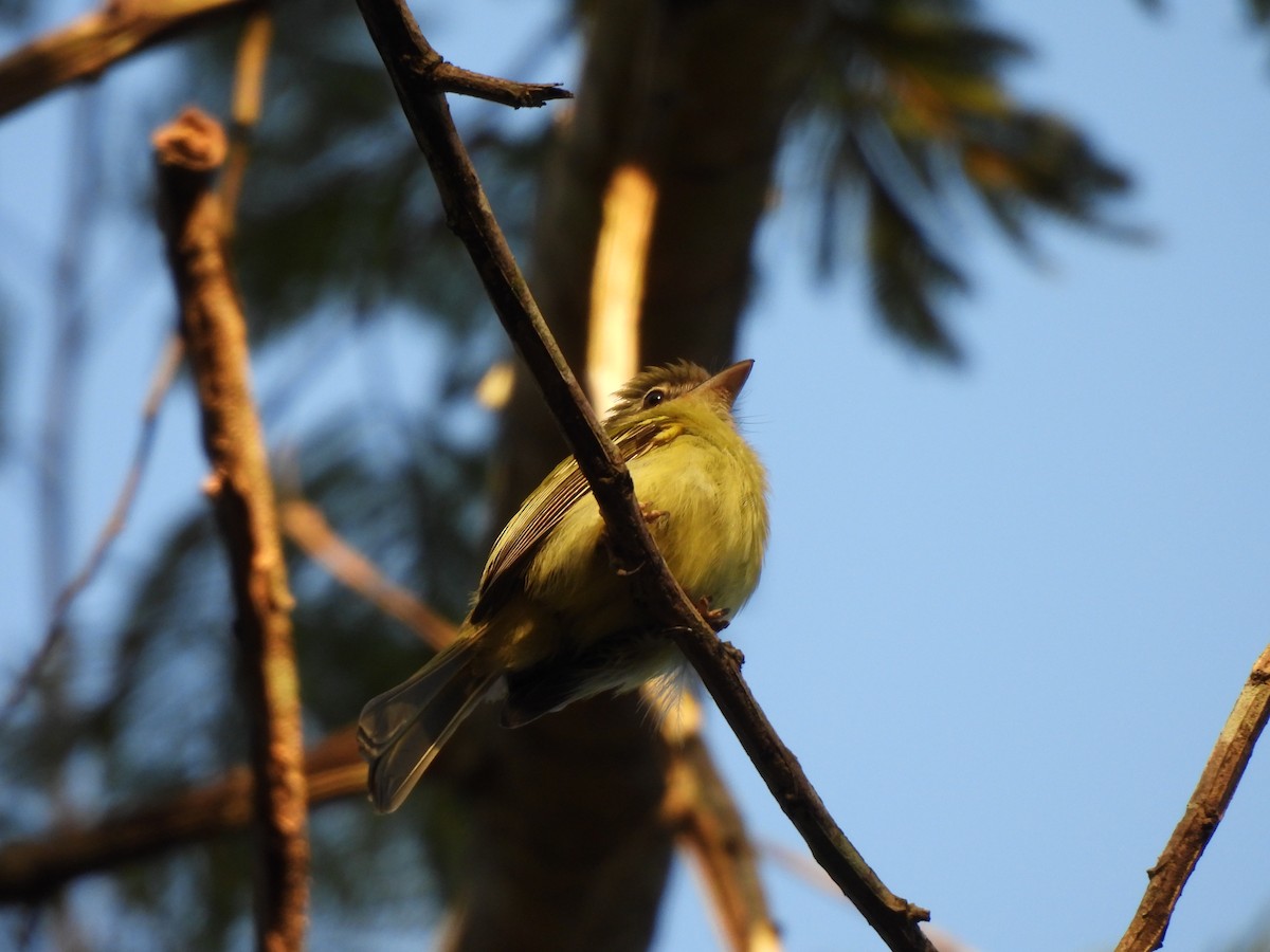 Yellow-olive Flatbill - ML623156074