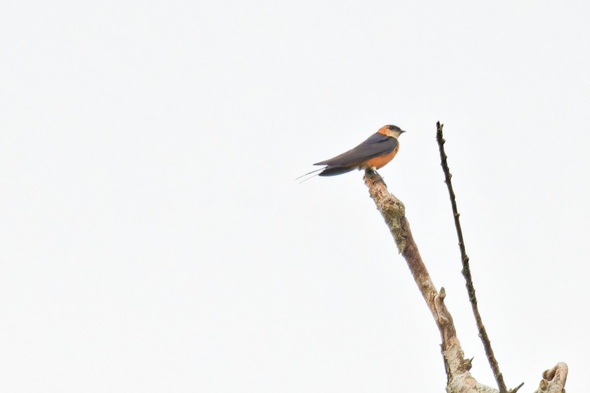 Rufous-chested Swallow - ML623156084