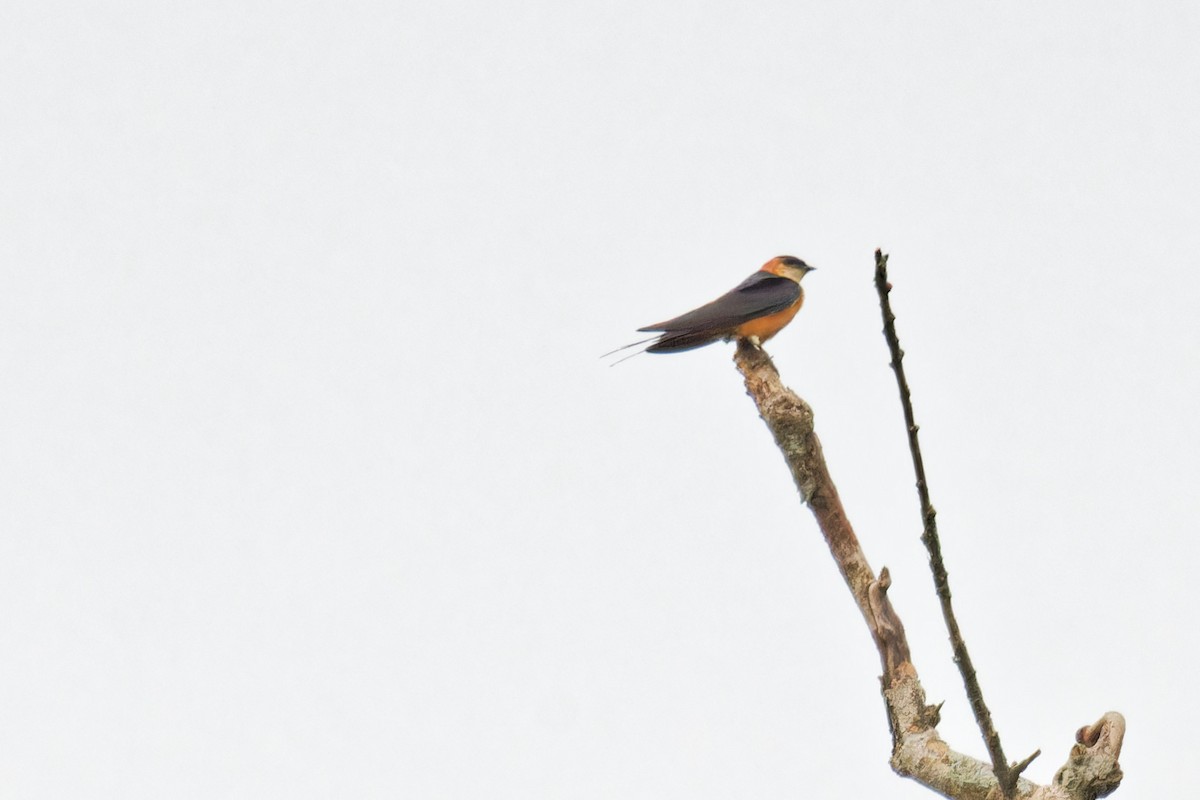 Rufous-chested Swallow - ML623156085