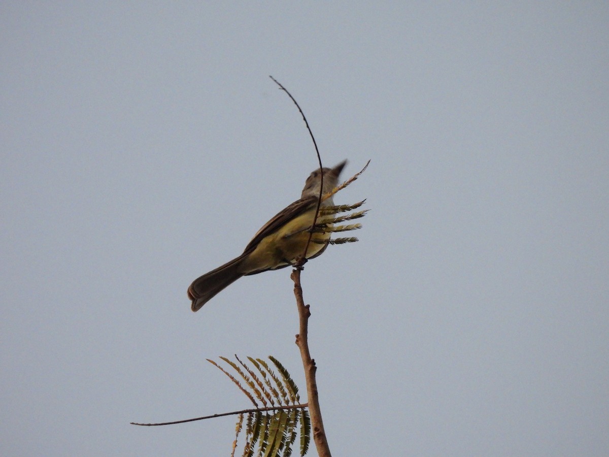 Short-crested Flycatcher - ML623156089