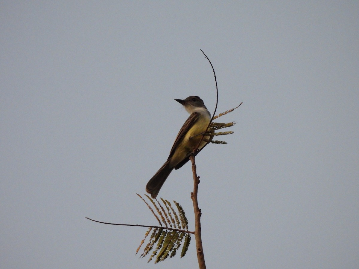 Short-crested Flycatcher - ML623156090