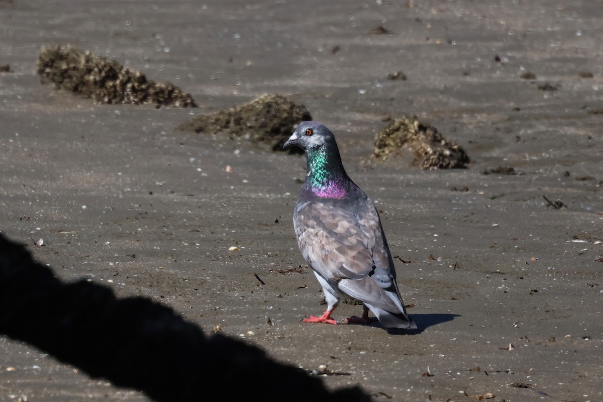 Rock Pigeon (Feral Pigeon) - ML623156091