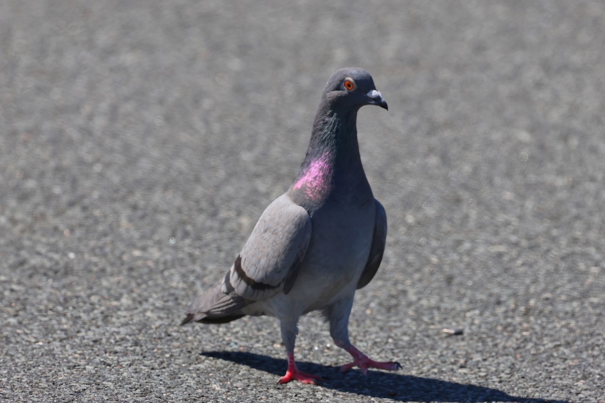 Rock Pigeon (Feral Pigeon) - ML623156092