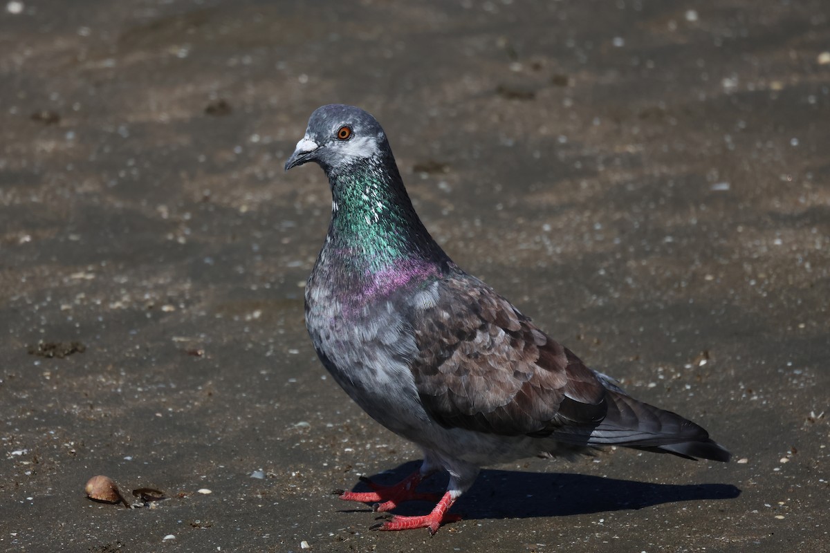 Rock Pigeon (Feral Pigeon) - ML623156093