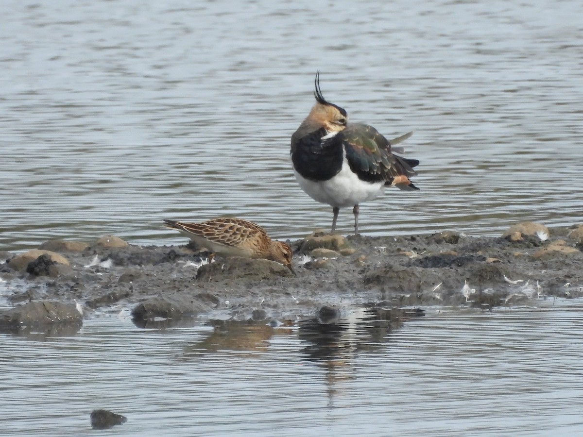 Pectoral Sandpiper - Mark Smiles