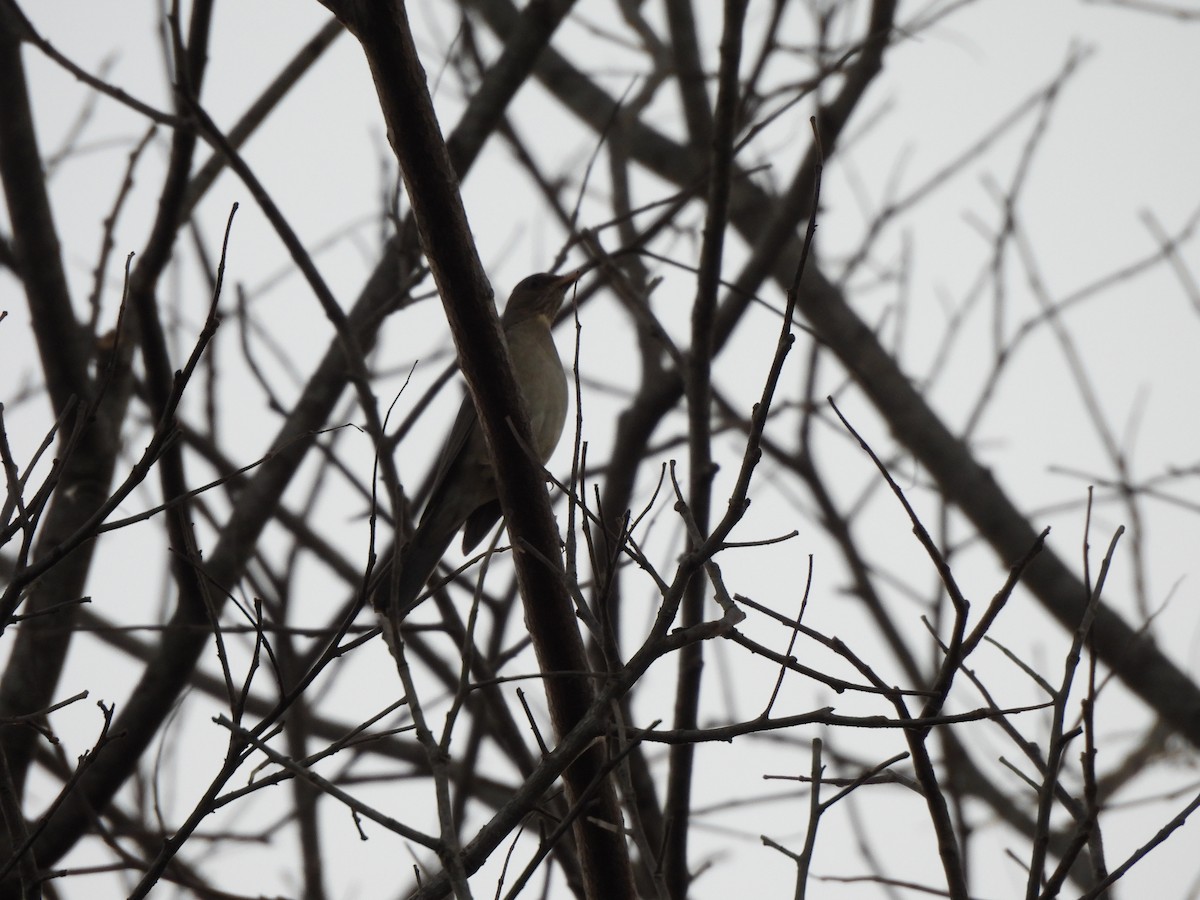 Creamy-bellied Thrush - ML623156102