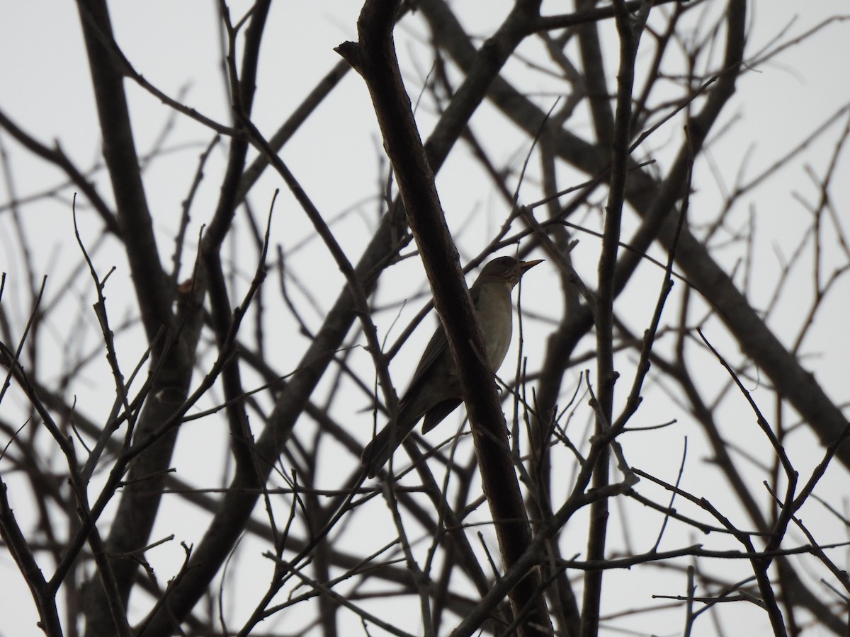 Creamy-bellied Thrush - ML623156104