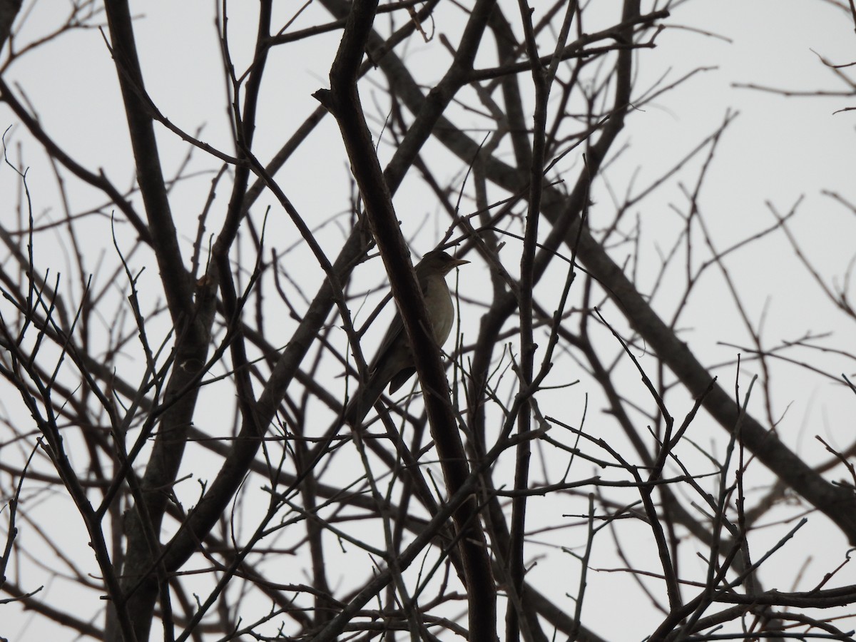 Creamy-bellied Thrush - ML623156105