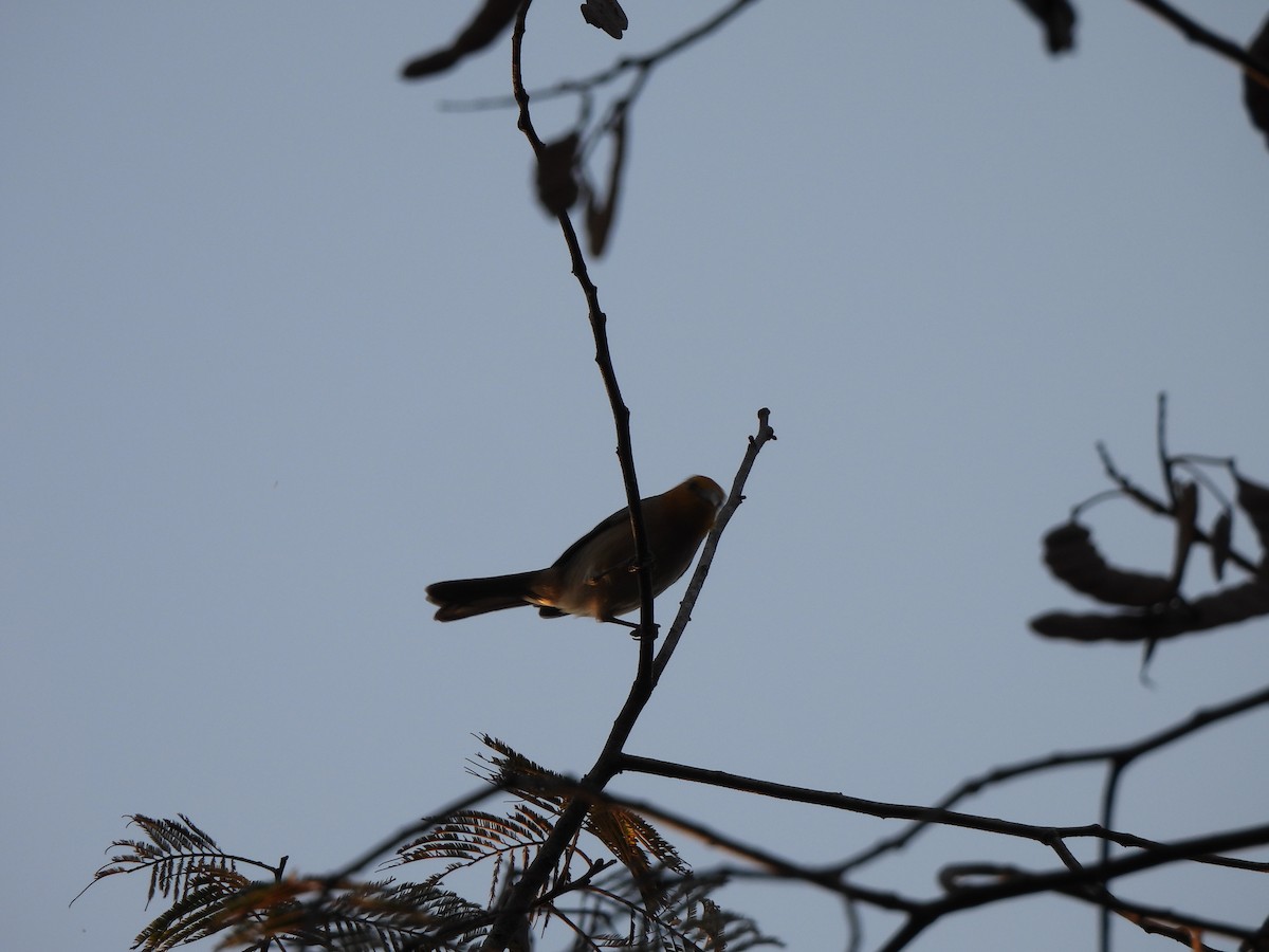 Orange-headed Tanager - ML623156116