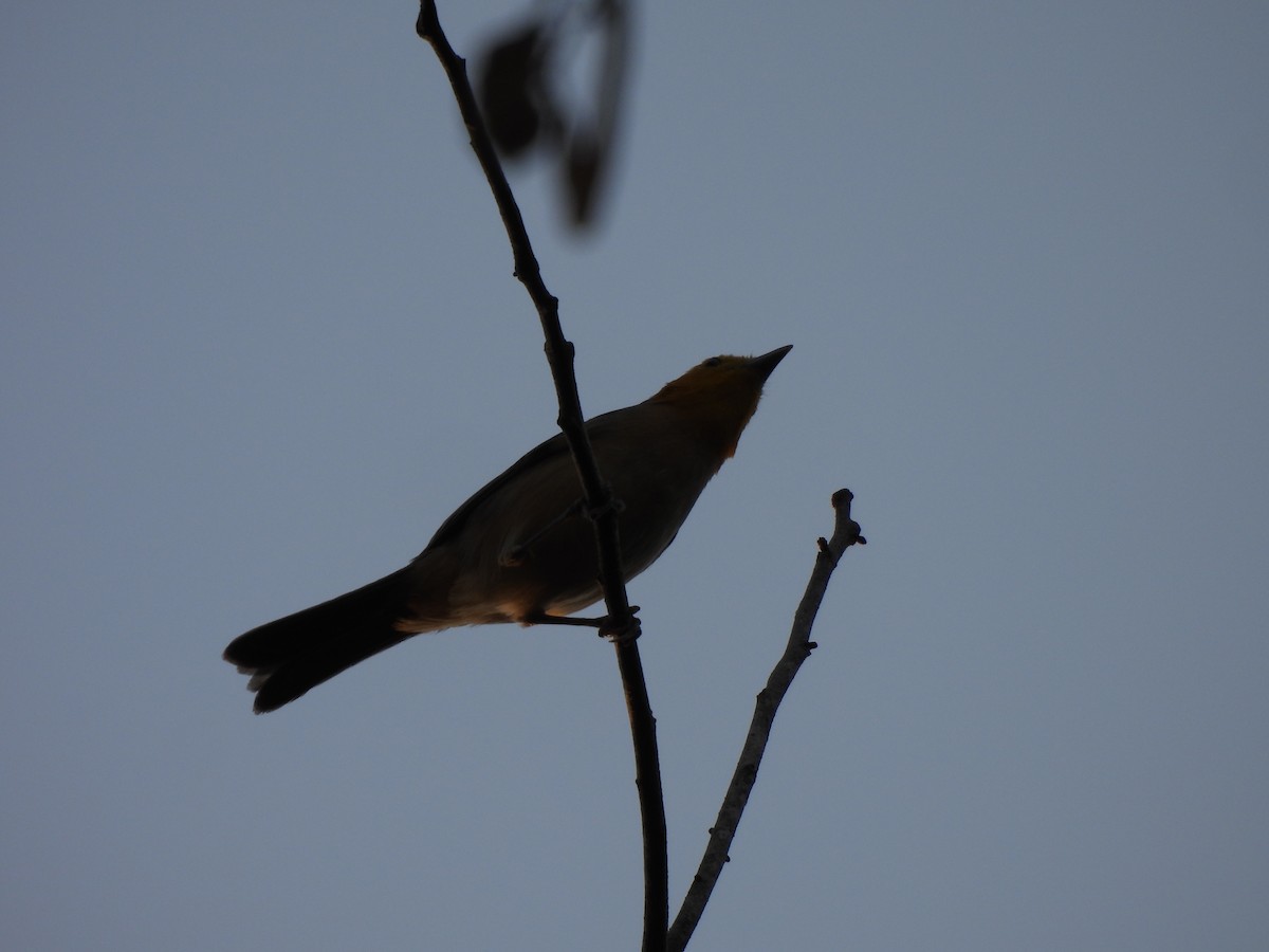 Orange-headed Tanager - ML623156117