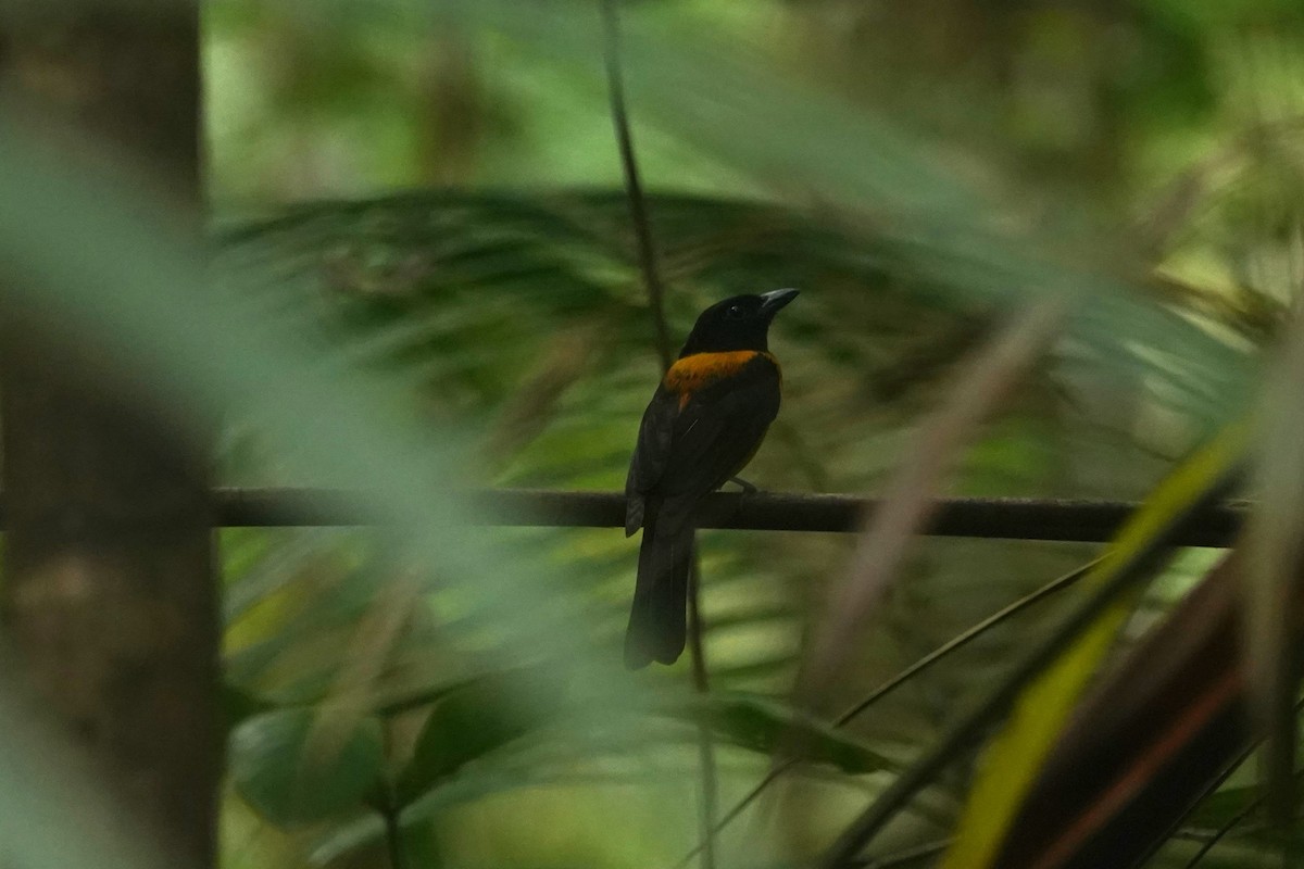 Fulvous Shrike-Tanager - ML623156169