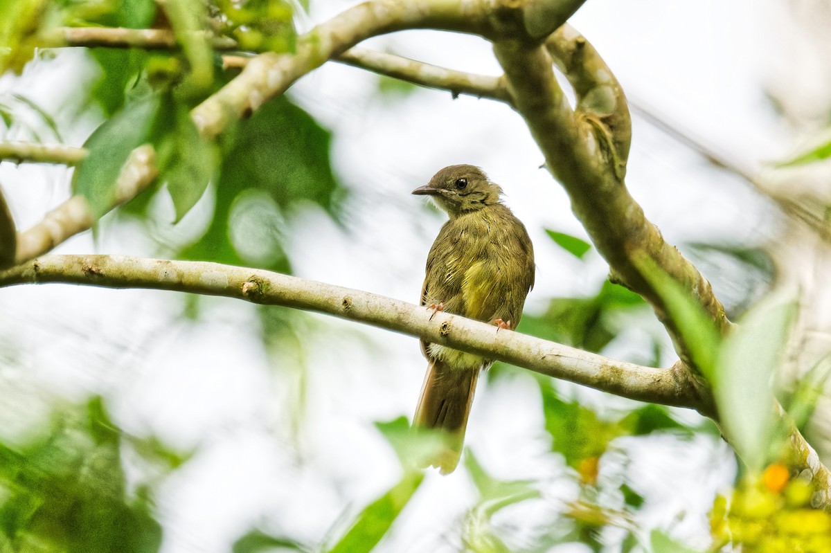 Little Greenbul - ML623156176