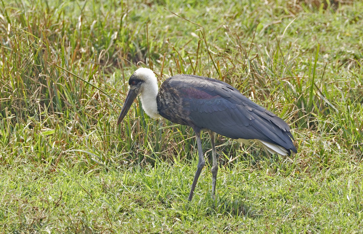 Afrika-Wollhalsstorch - ML623156241