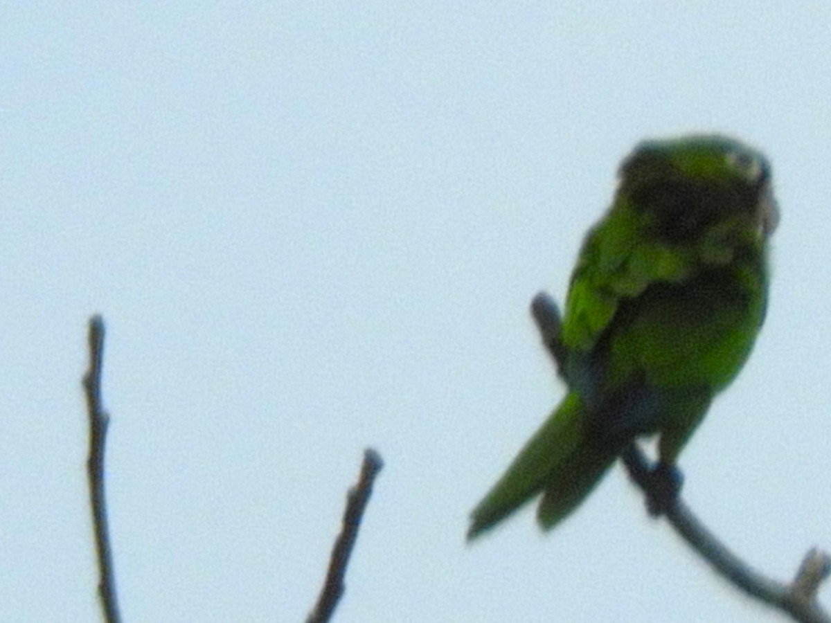 Olive-throated Parakeet - ML623156263