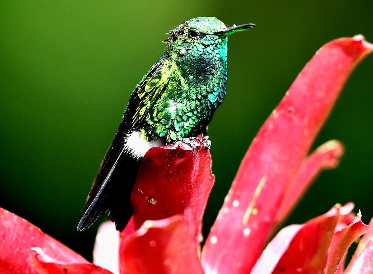 White-tailed Emerald - ML623156264