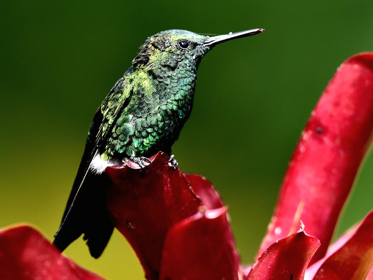 White-tailed Emerald - ML623156266