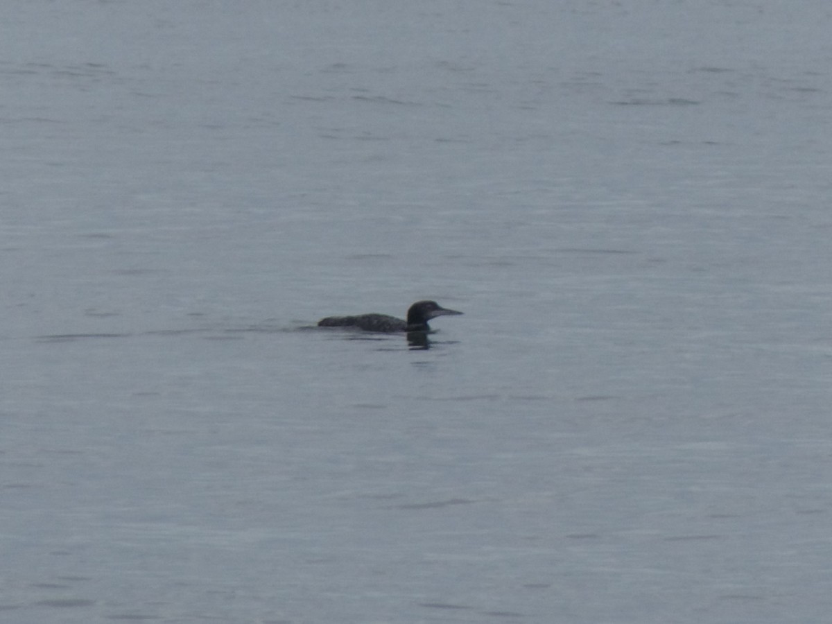 Common Loon - ML623156276