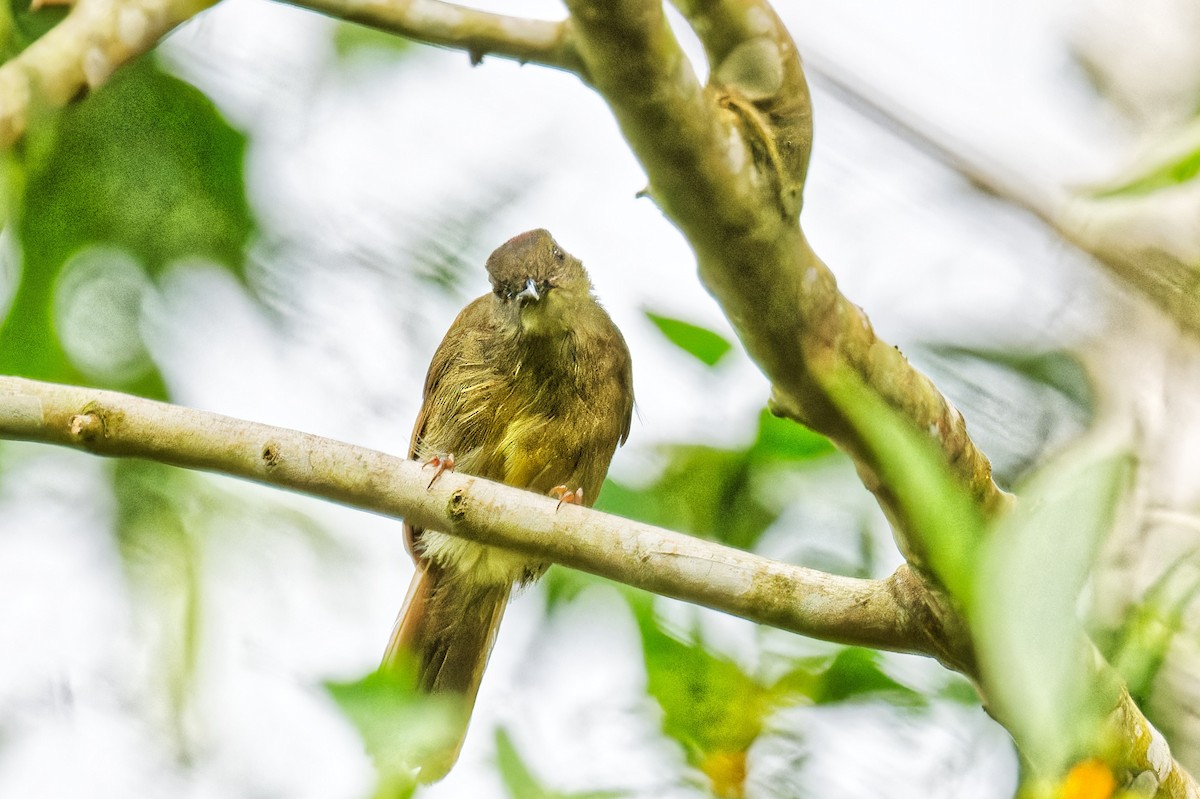 Little Greenbul - ML623156288