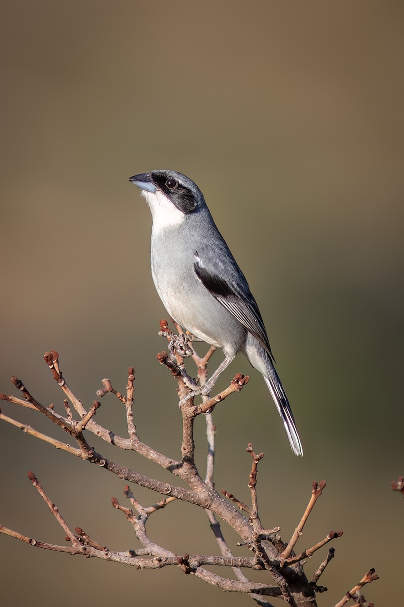 White-banded Tanager - ML623156293