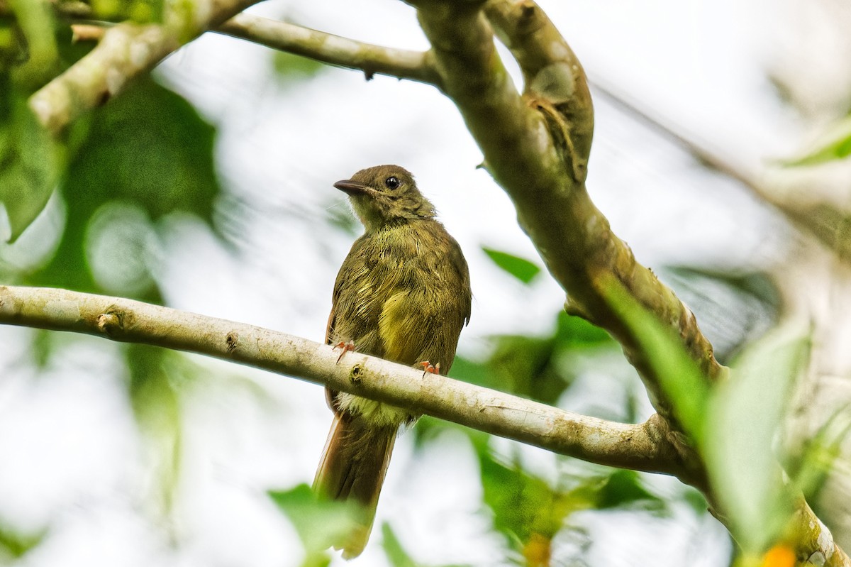 Little Greenbul - ML623156303