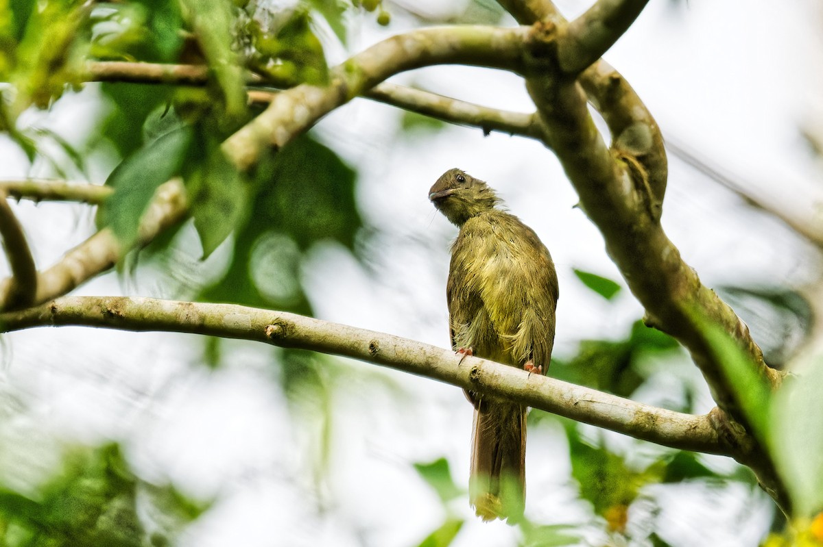 Little Greenbul - ML623156322