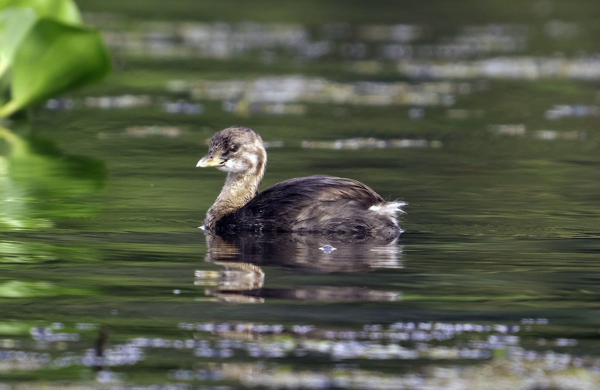 Pied-billed Grebe - ML623156327